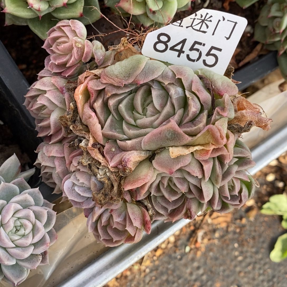 娜***姐瑕疵~杂交精品多肉~8455~8厘米