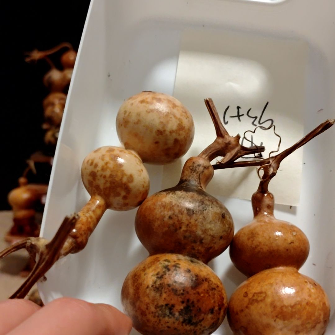 用***1直播间专拍葫芦葫芦