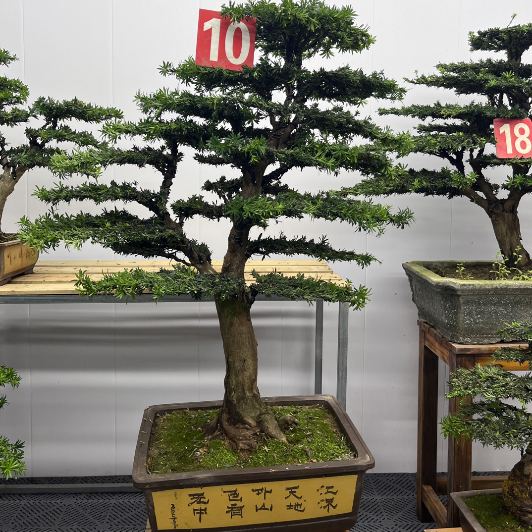 老桩米叶罗汉松盆景绿植 含盆高135冠幅110