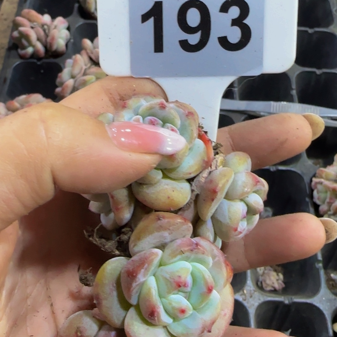 193 号一物一拍特价福利