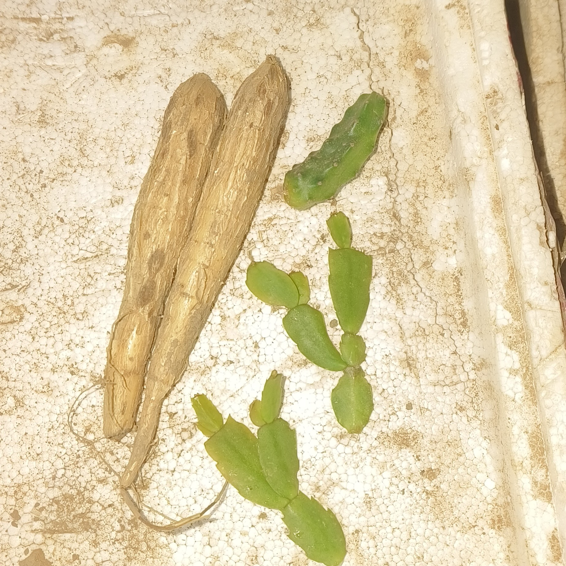 月之桂瓜砧木加蟹爪兰水仙侧芽接穗一组