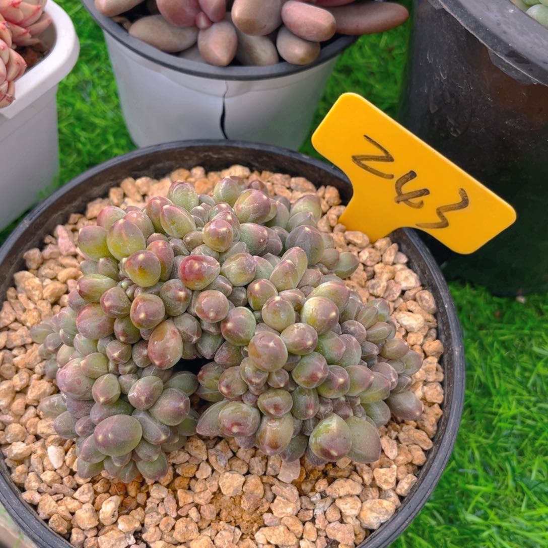 千代田888888888888