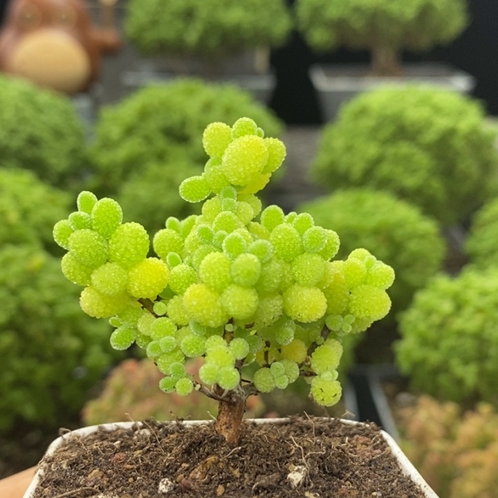 精控金橘糖球8144枝干番杏