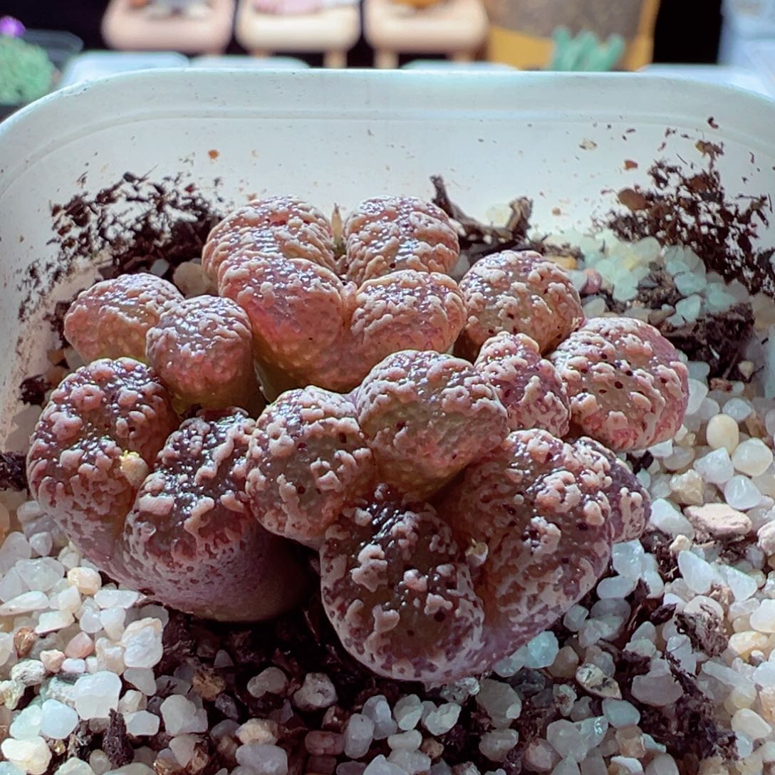 909-425多肉多肉鱼子酱勋章