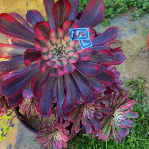 红同白多肉植物14多肉