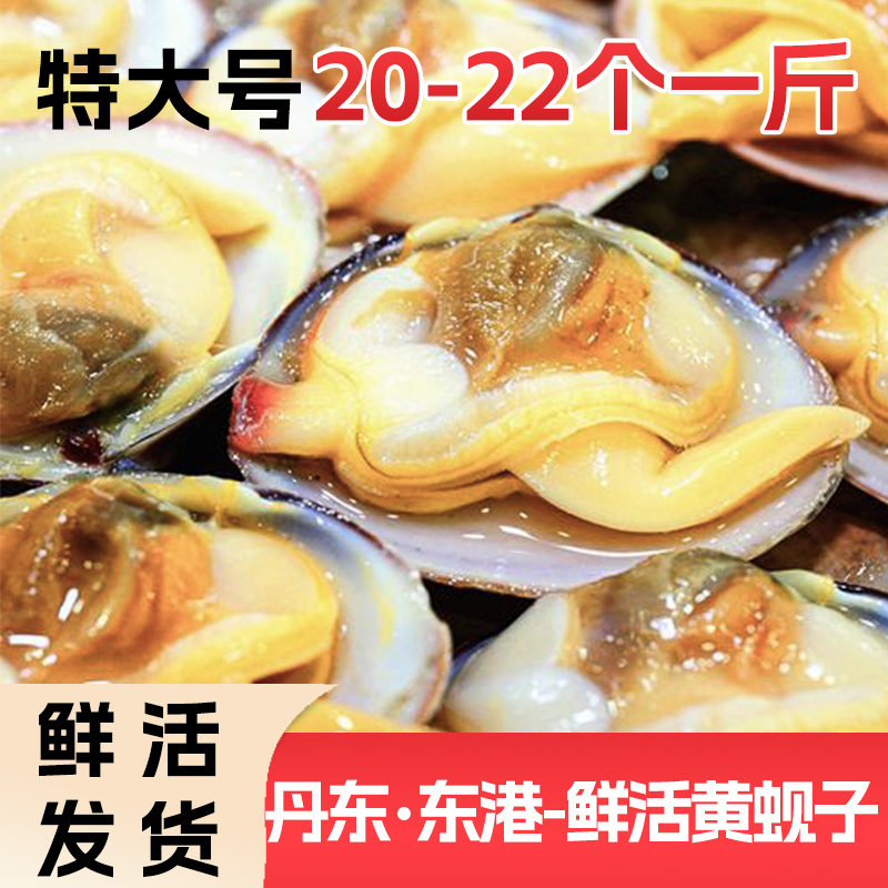 东港特大黄蚬子鲜活发货 20-22粒/斤  运输可能碎壳介意勿拍