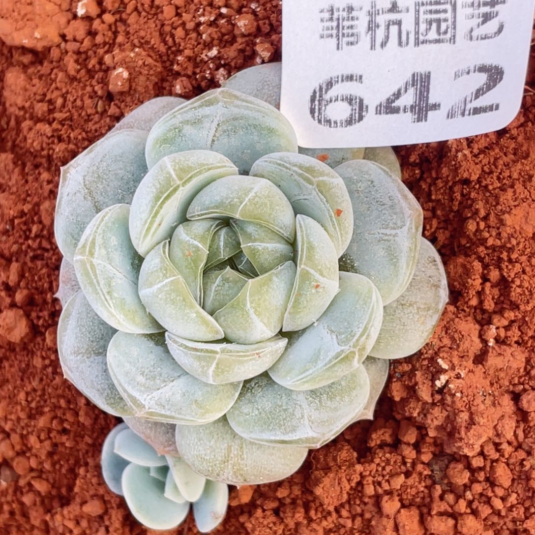 642啦啊打投的姐呃桶