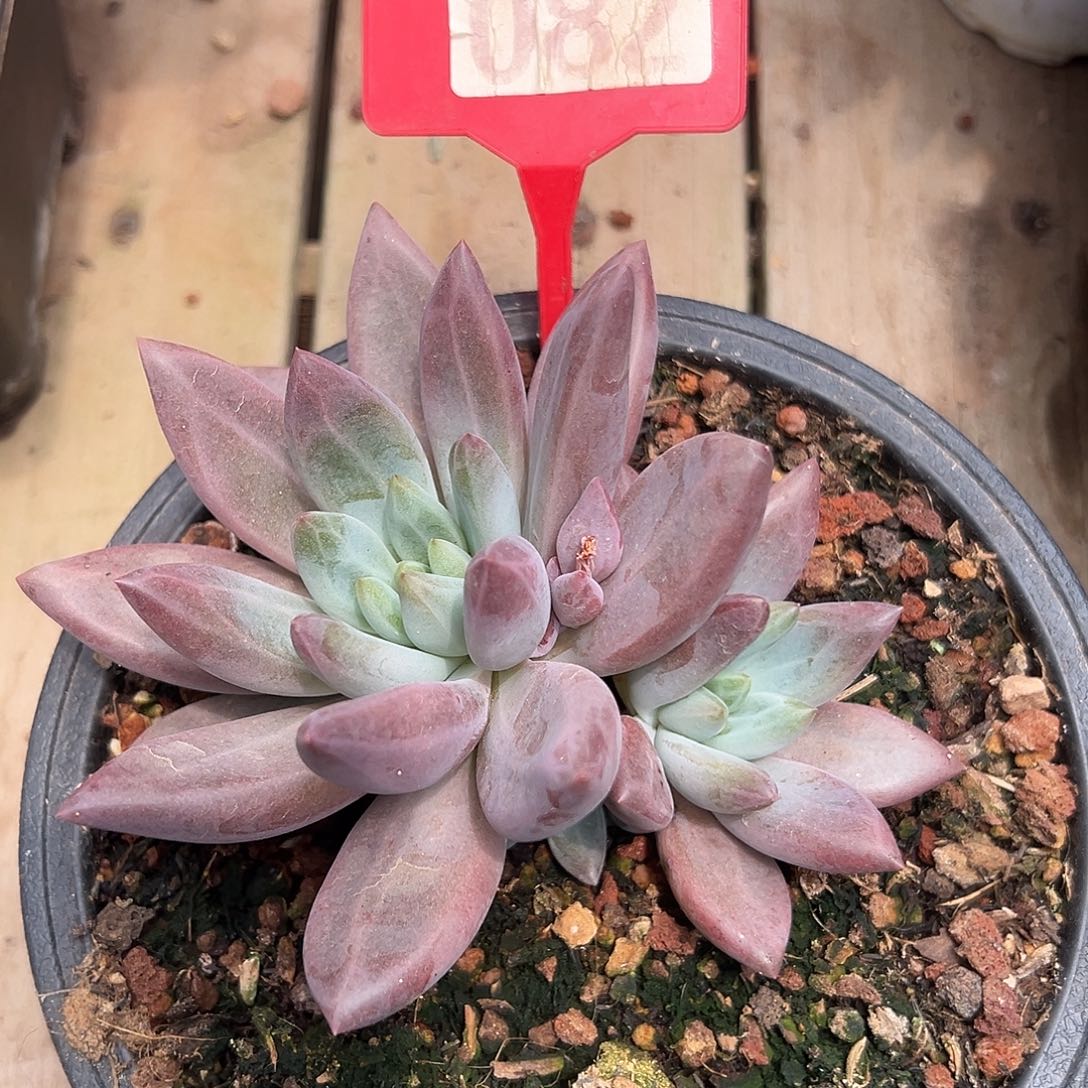 水晶球多肉植物082