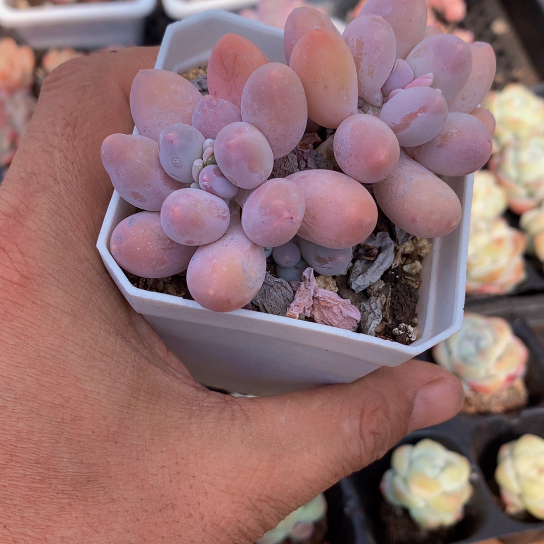 精控汤圆多肉一物一拍