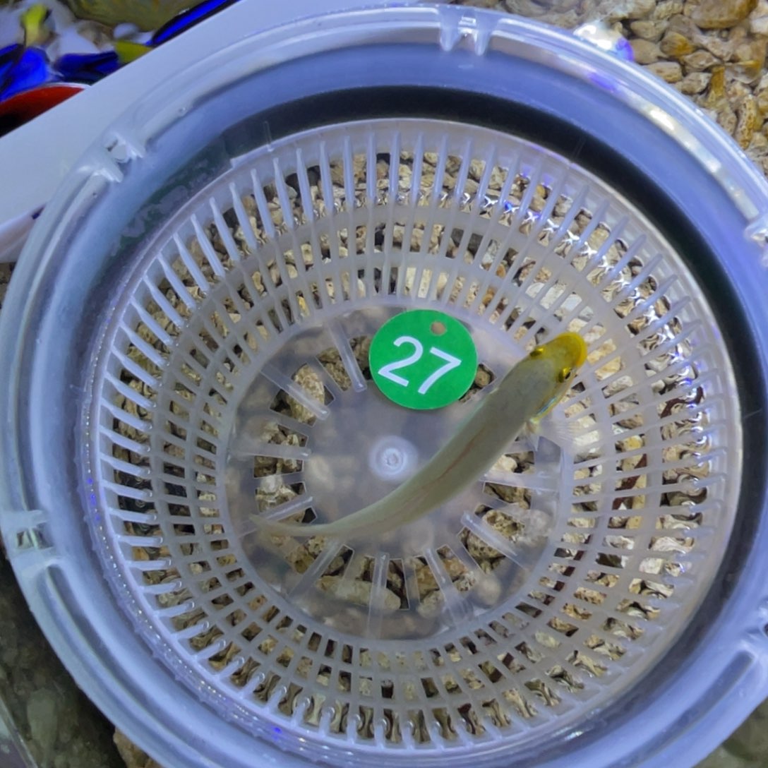 海水鱼金头吓唬一条顺丰包邮