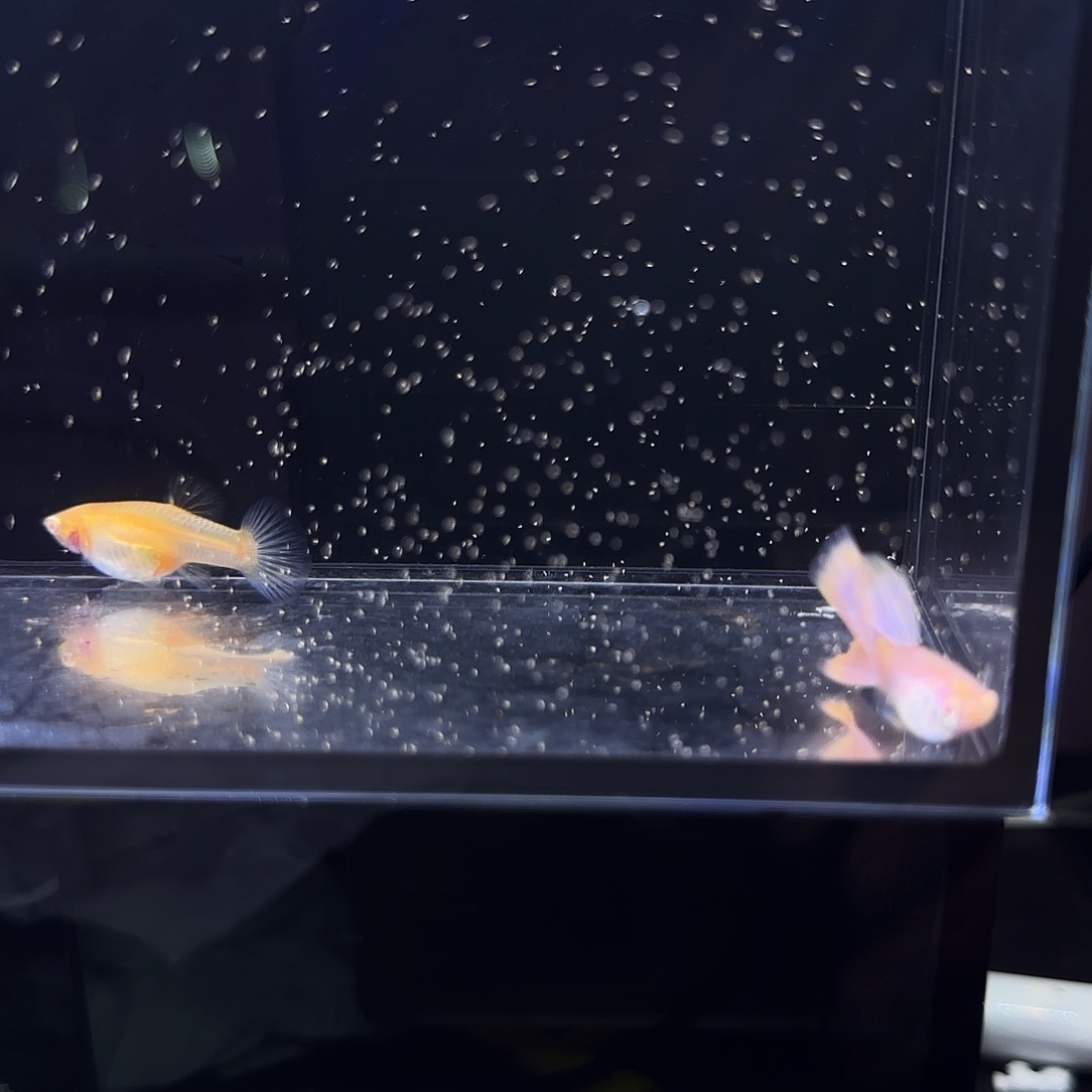 孔雀鱼金粉一对！！