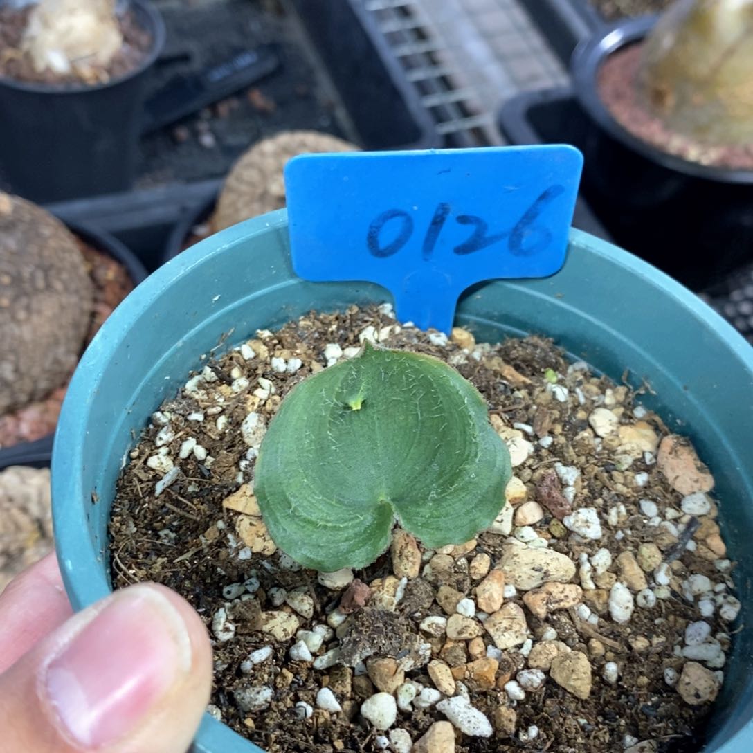 毛叶冰之镜多肉植物