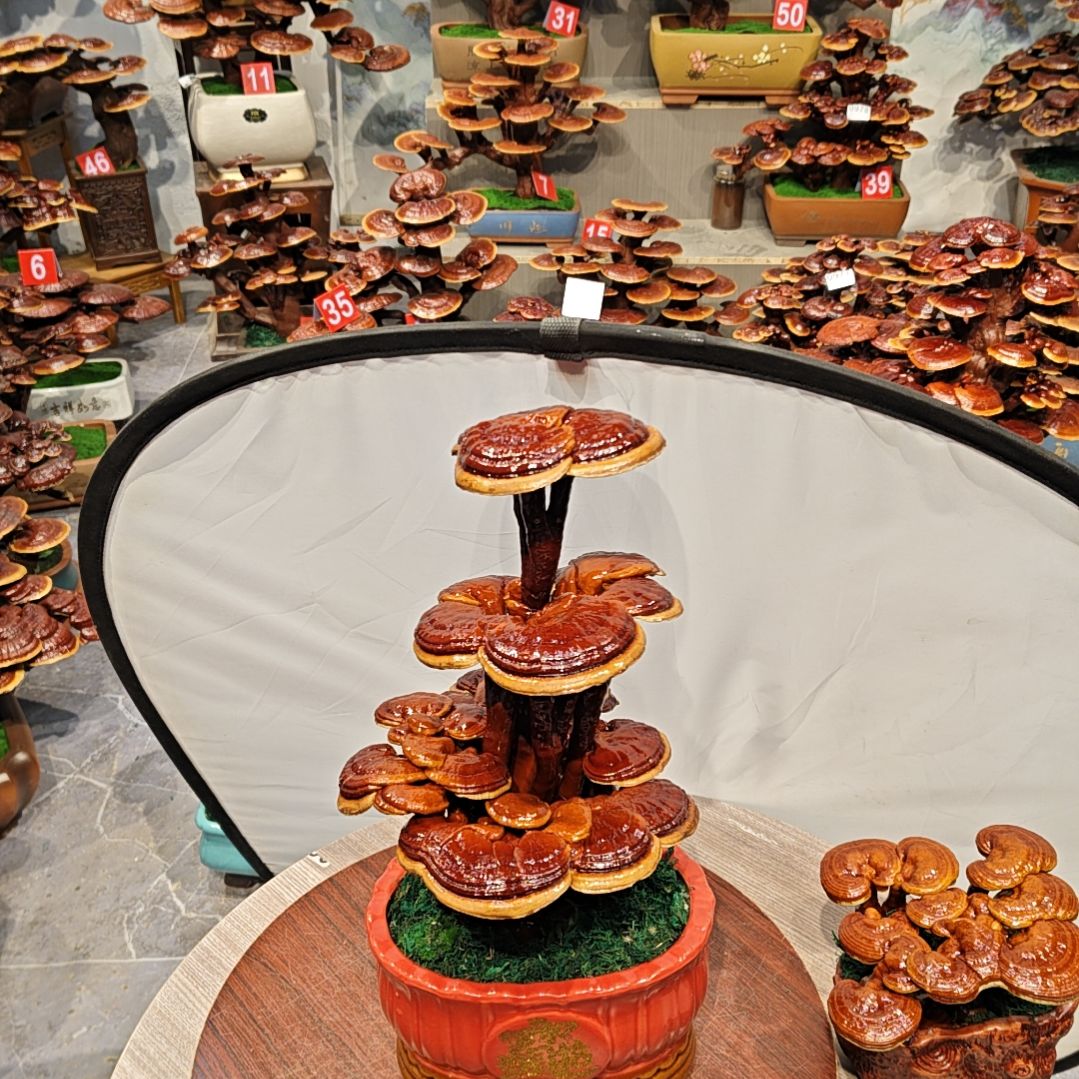 灵芝盆景高端大气上档次