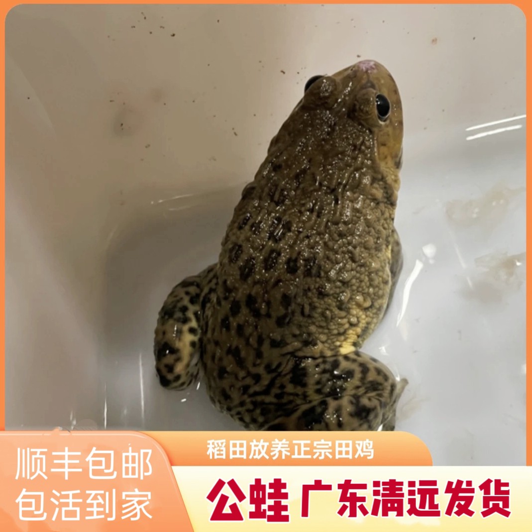 【5斤全公老蛙】二年以上生态仿野散养稻田蛙田鸡4.7斤-5斤顺丰包邮