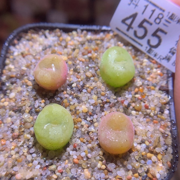 精品生石花118.455