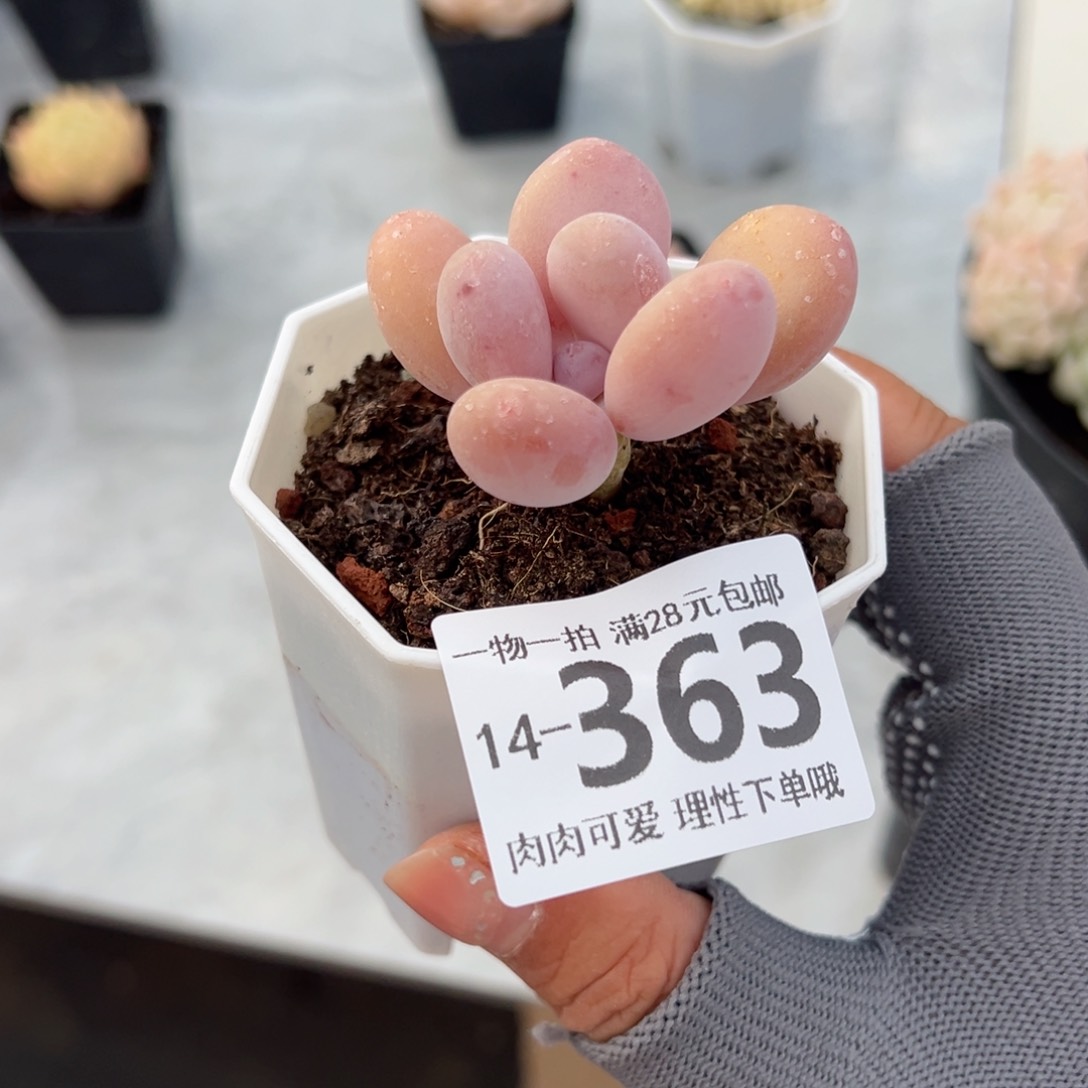 蛋黄奶多肉多肉多肉多肉多肉