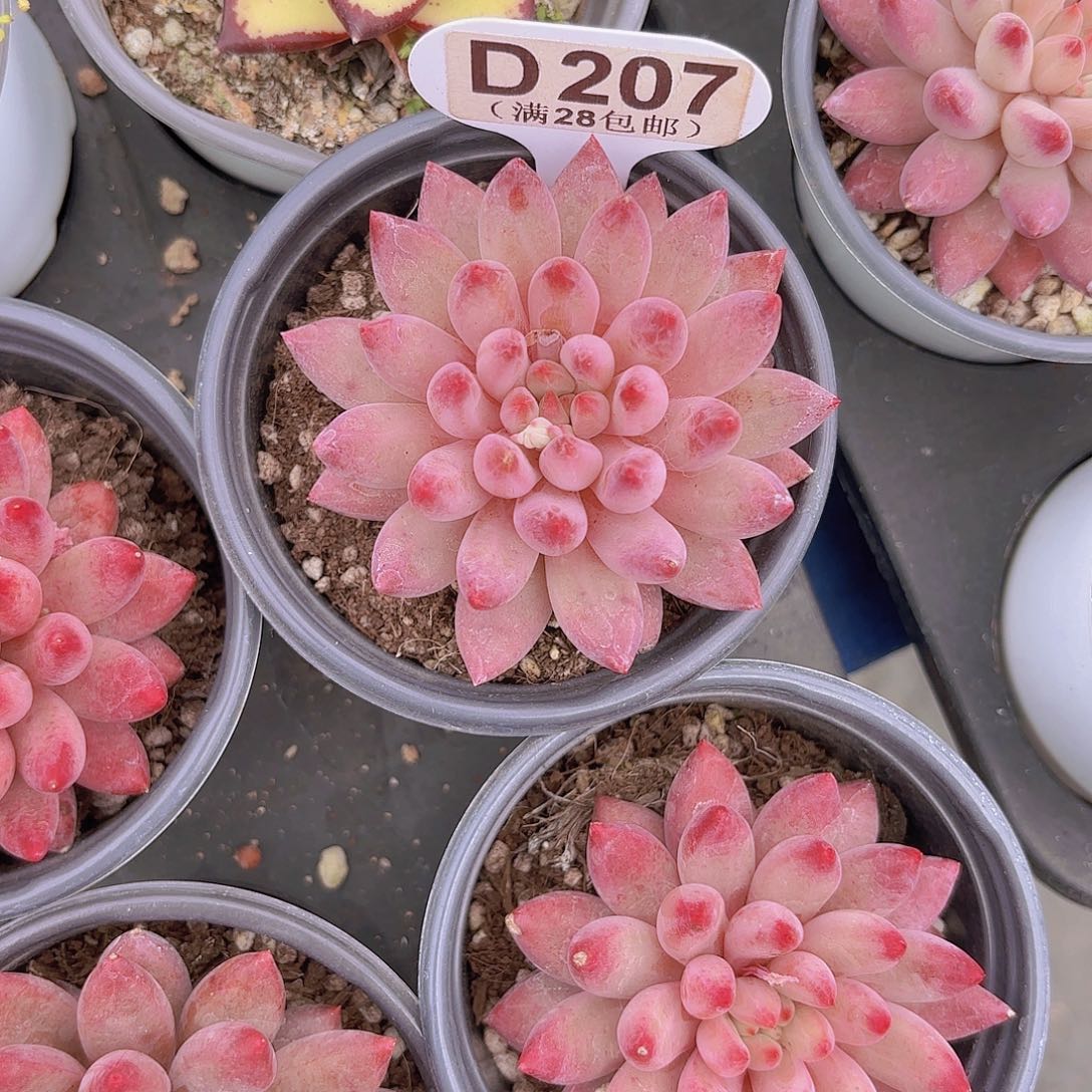 D207金鱼姬一物一拍