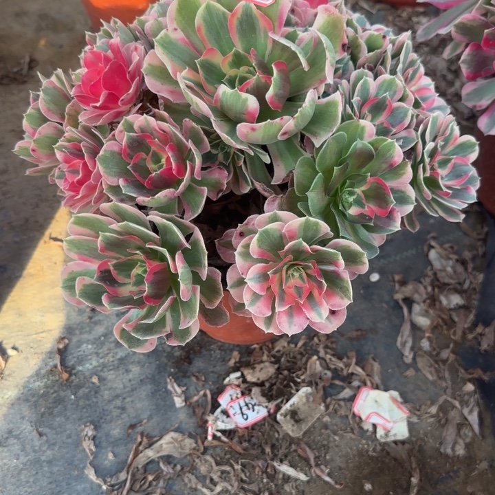 5-10女郎多肉不包售后