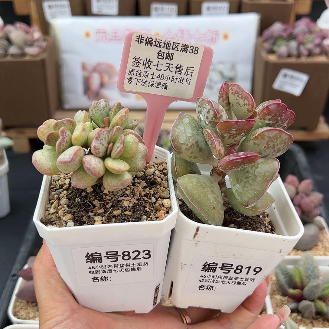 唐*旦823爱心蛋糕锦爱心