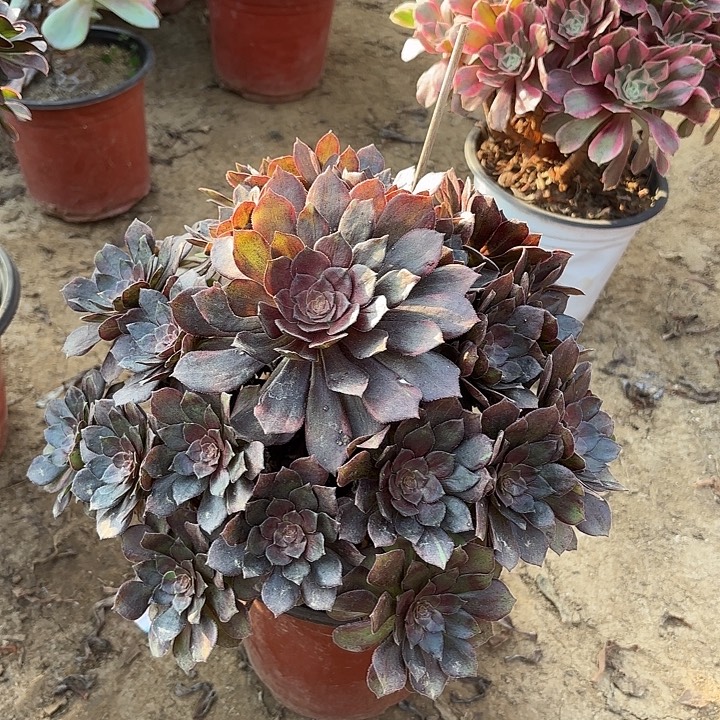 多肉植物法师万灰18