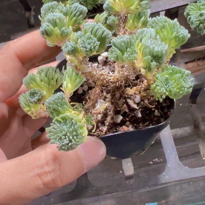 球松精品多肉植物