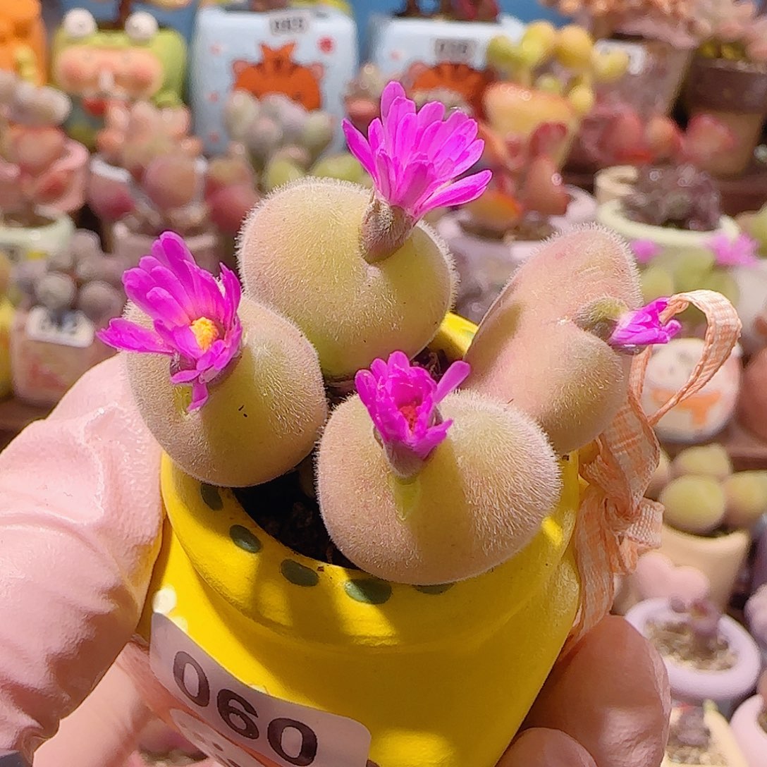 T开花毛翠盆口3.5cm