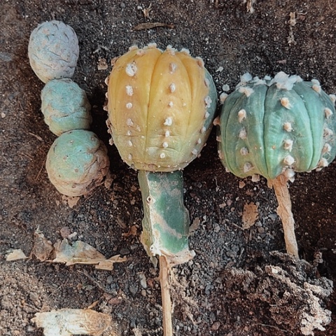 2104处理图中仙人球