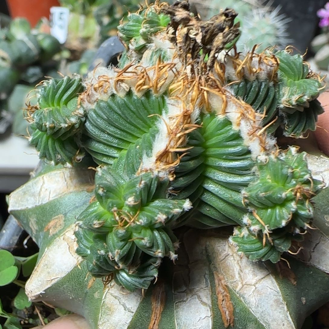 无花朵苗接五星花龙苗接苗接群头