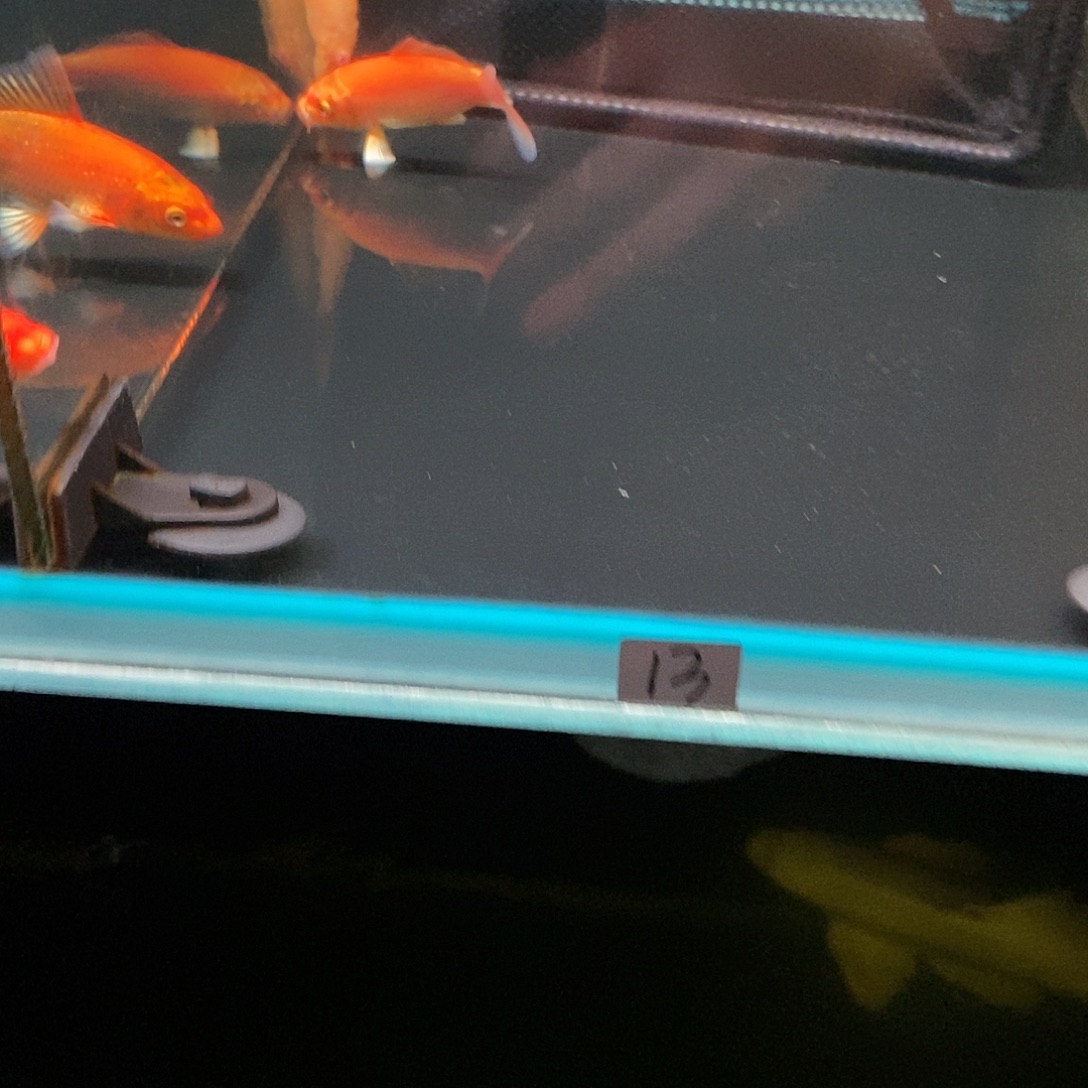 ****简蝴蝶鲤鱼13号红色反祖一条