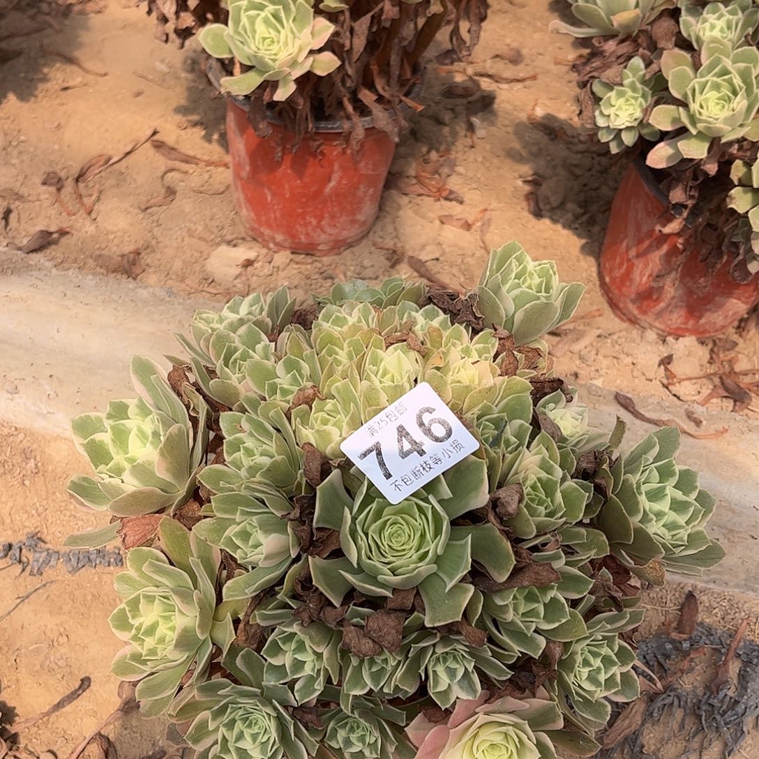 粉女妖746不包断枝