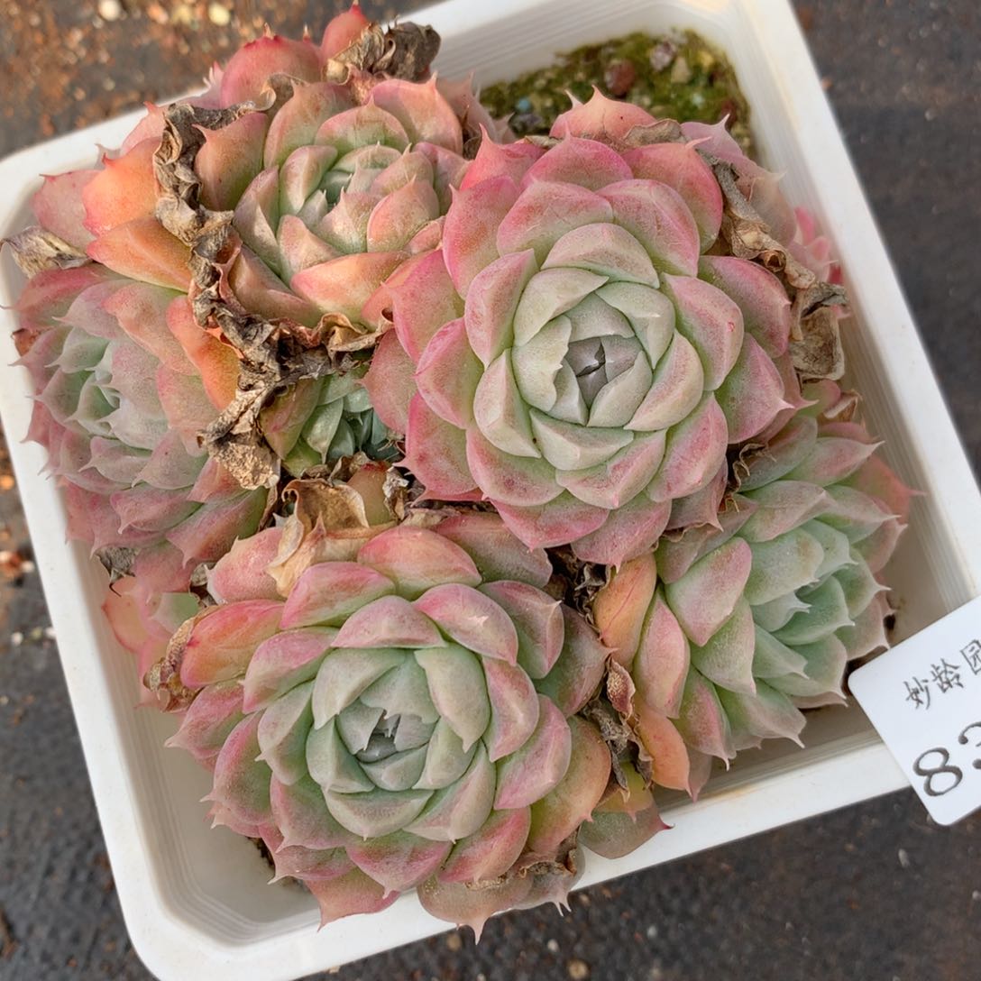 8389杂交多肉老桩