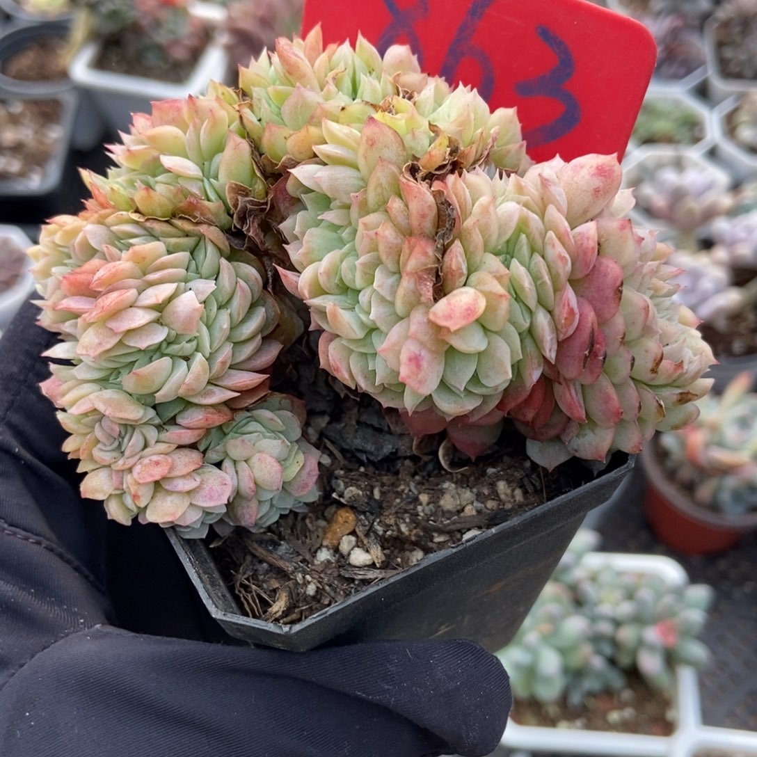 863贝瑞缀多肉植物