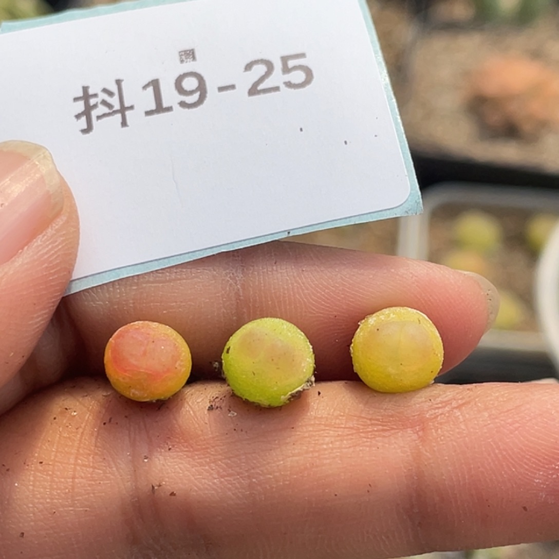 19-25拉登多肉植物