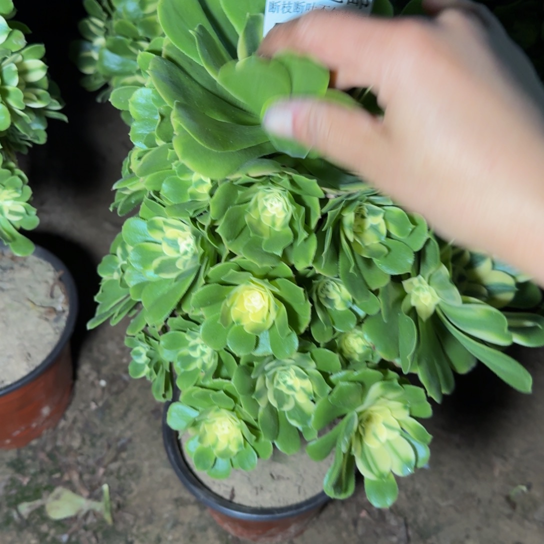 5966辛尼亚多肉植物