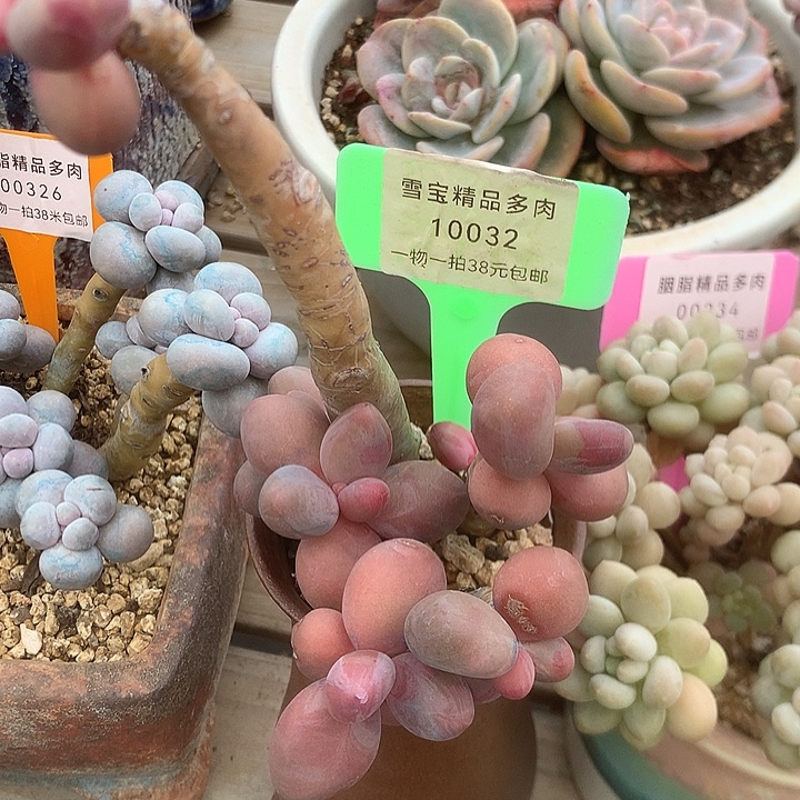 032吐司烤馍粉嫩摸摸