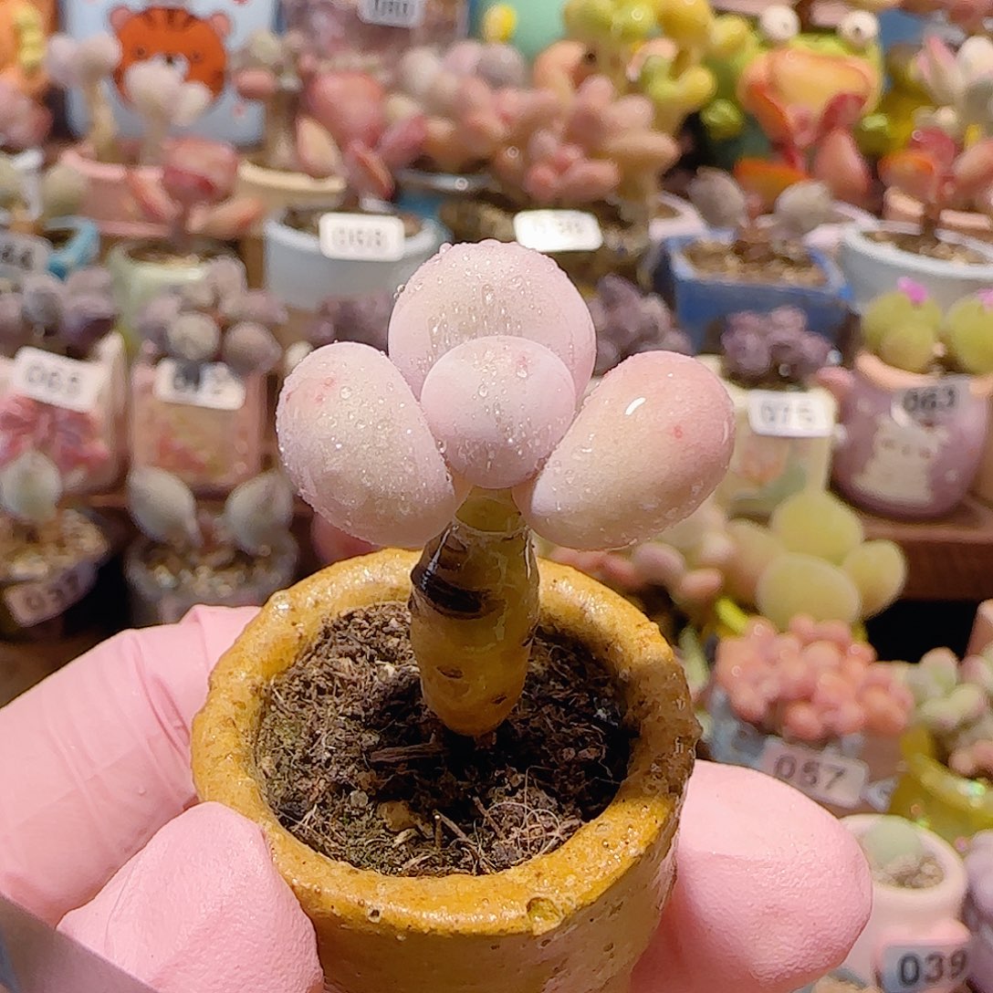 T蛋黄奶盆口2.5cm