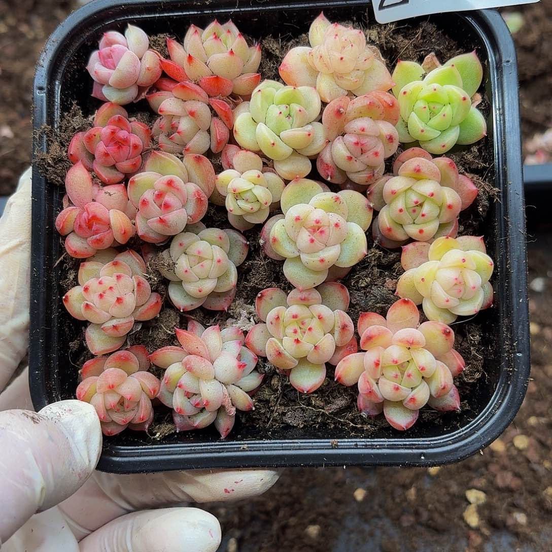 多肉植物多肉植物225