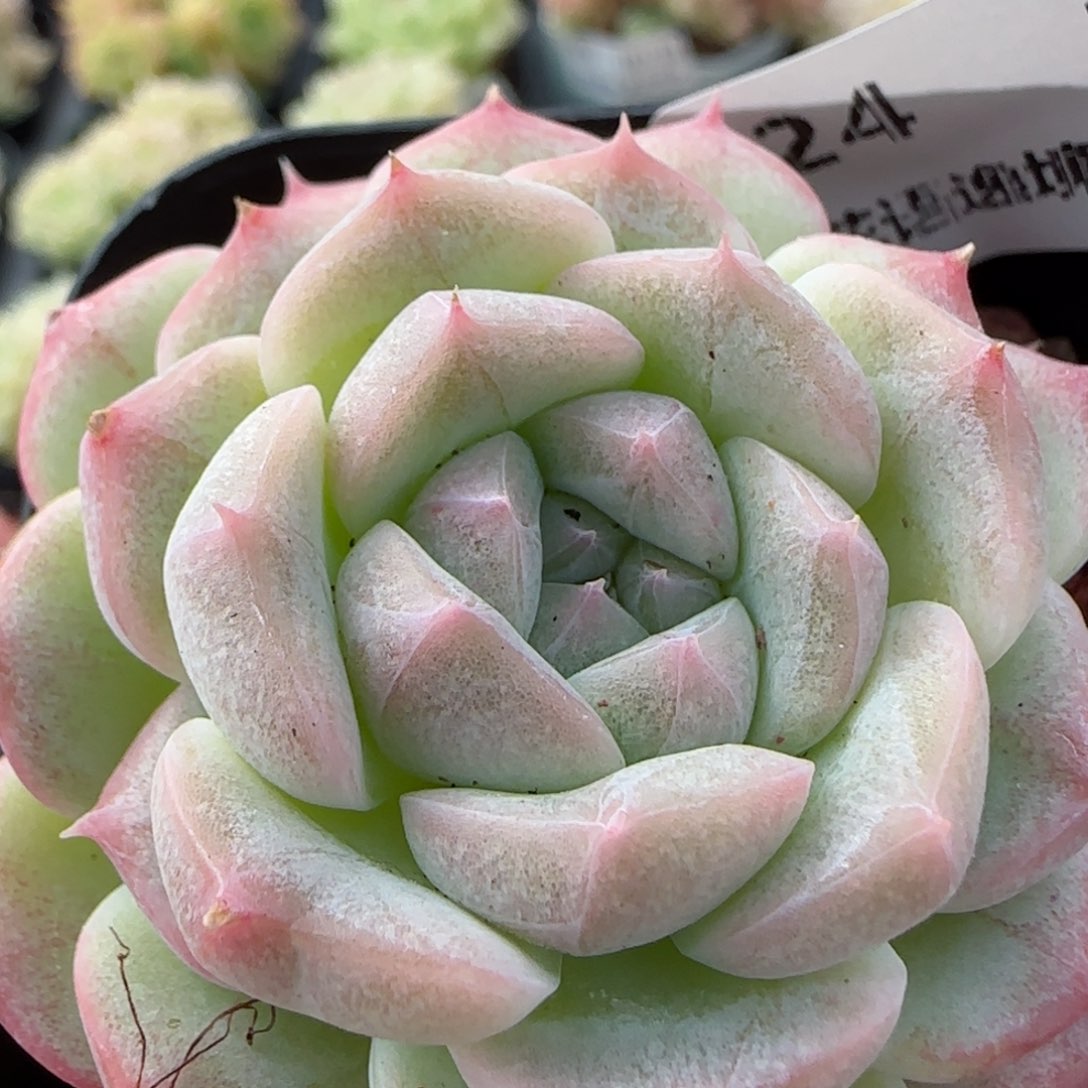 花语逸境0113-24月影糖心