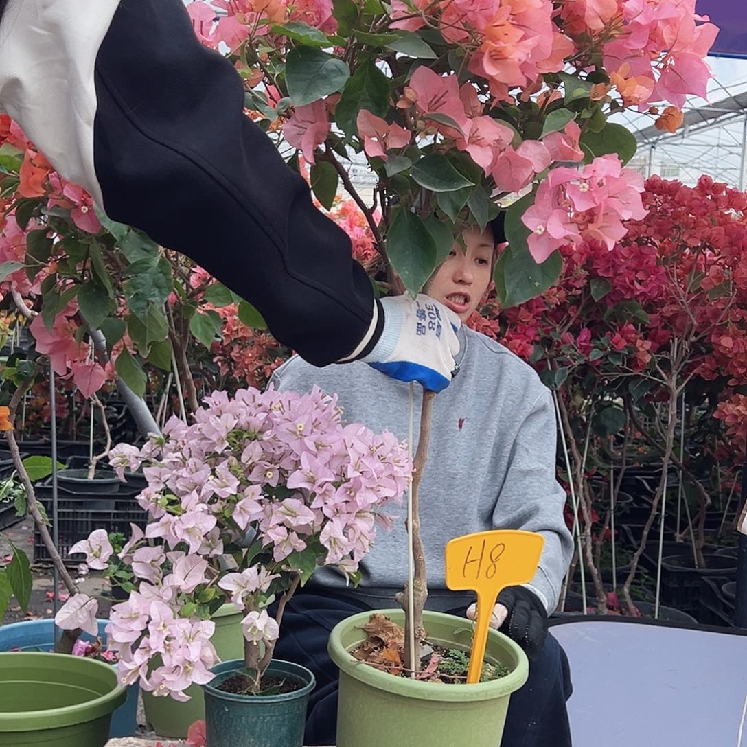 滋***跑大部分花苞少量开放H8波妹，苹果花掌中宝一棵