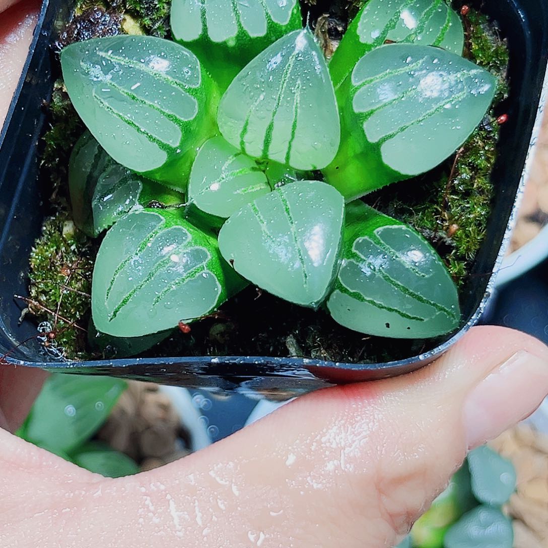 翠虎多肉植物6666