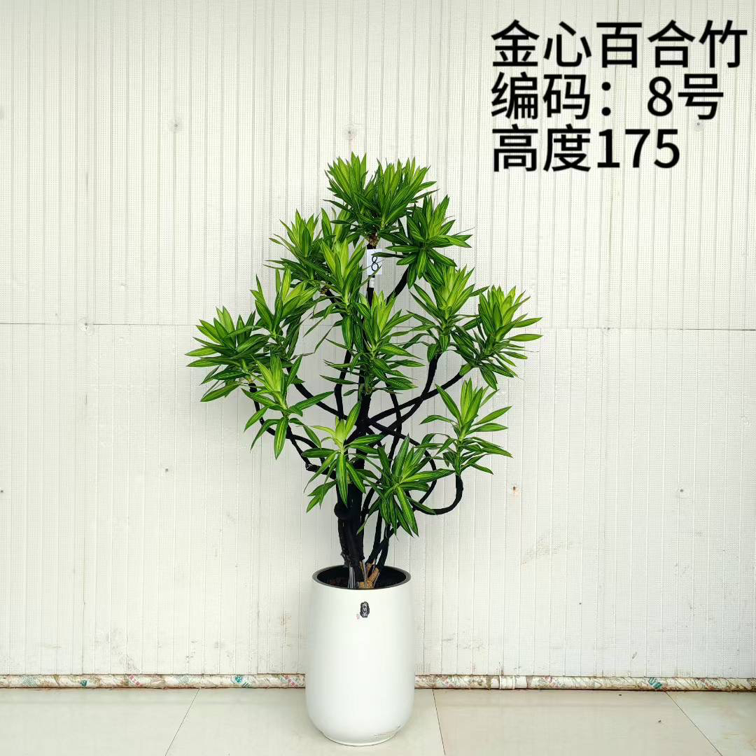 百合竹带盆1盆金心金边
