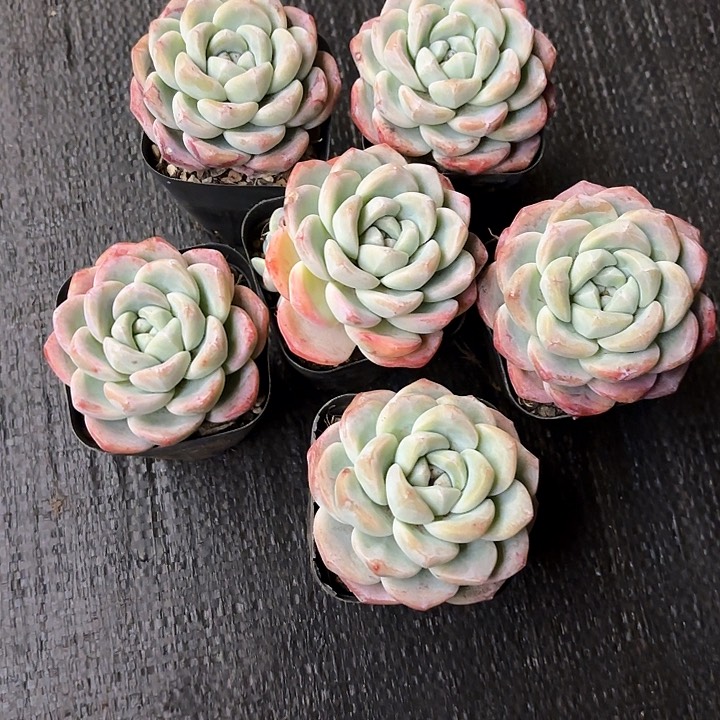 多肉植物，冰玉一组