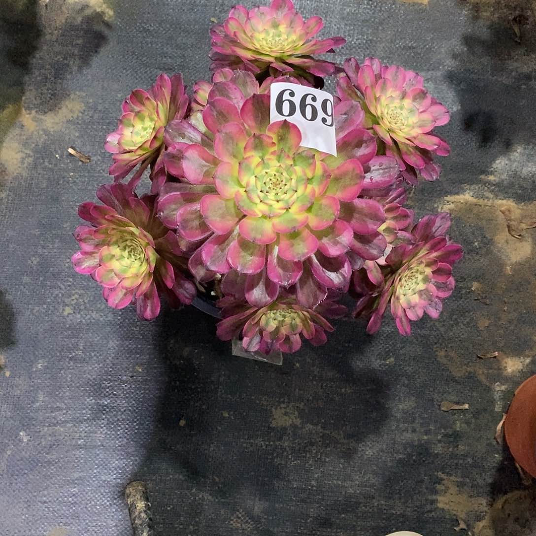 维娜斯669多肉法师植物