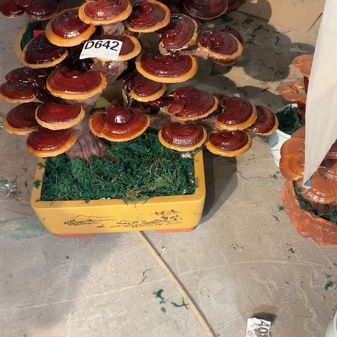 无花朵灵芝88888888888888888