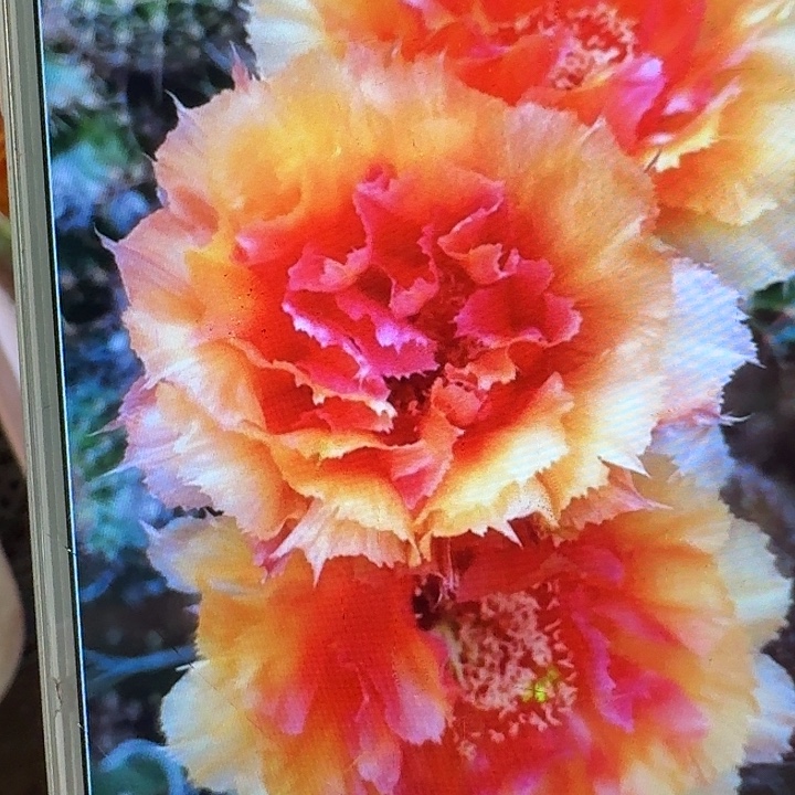 琉璃盏侧芽4公分彩草