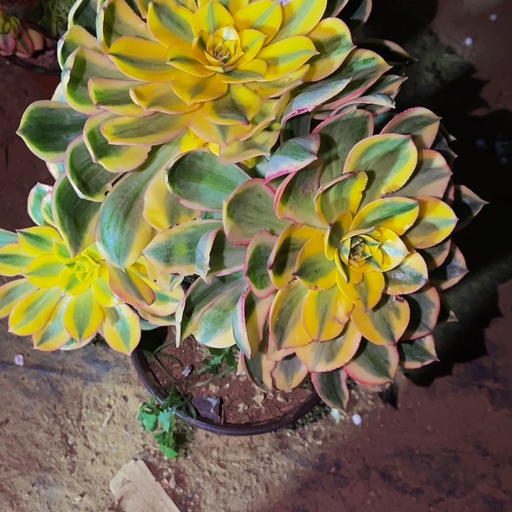 982灿烂多肉植物处理不售后