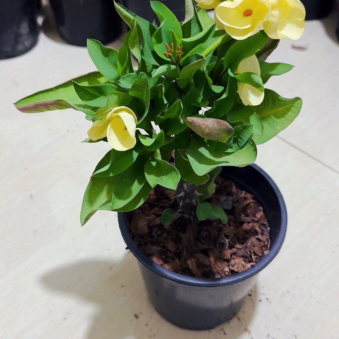 有***阳完全开放金色画框直播间一物一拍