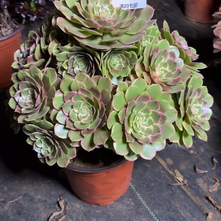 瑞妈，。。。。。。。789有断，