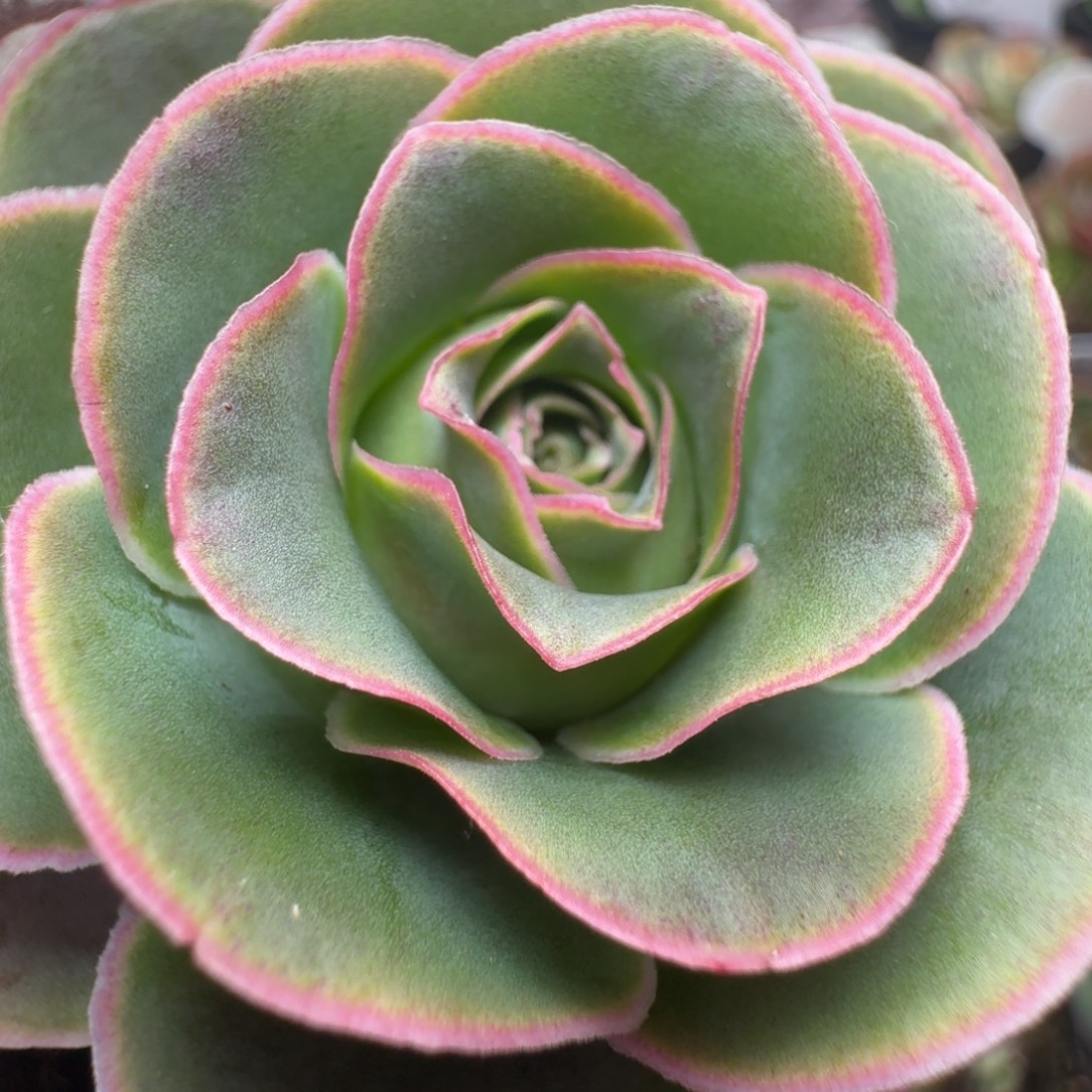 楹楹-152蒂娜-冠幅  5cm