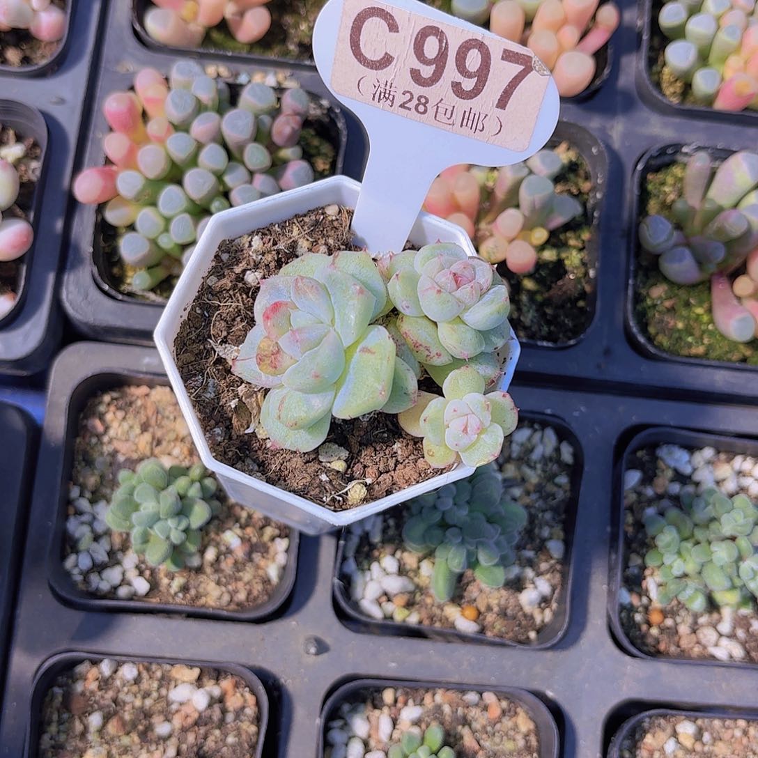 C997阿尔巴石化一物一拍